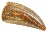 Serrated Raptor Tooth - Real Dinosaur Tooth #364698-1